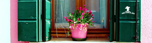 De ce si ce sa plantam in ghivece?