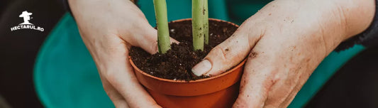 Plantarea in ghiveci. Un mic ghid