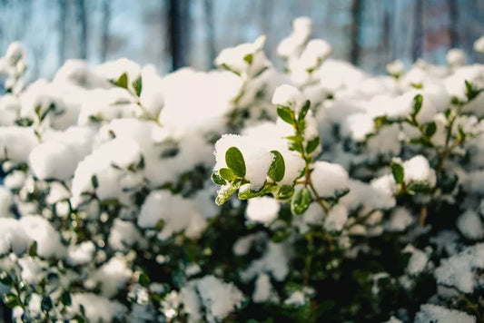 Tehnici pentru protectia plantelor impotriva inghetului