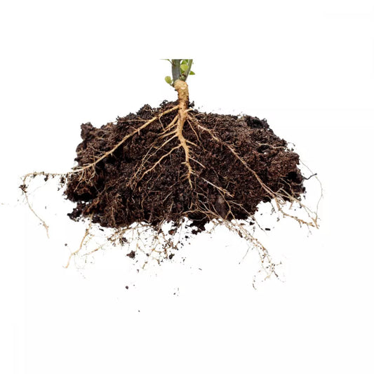 Tratamentul radicular, esential la plantarea pomilor si arbustilor fructiferi