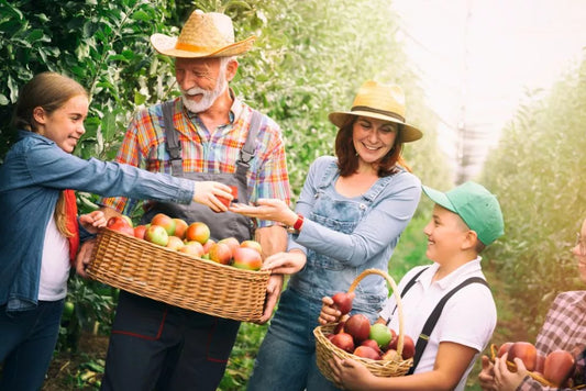 Lucrari de intretinere a livezii in perioada de toamna