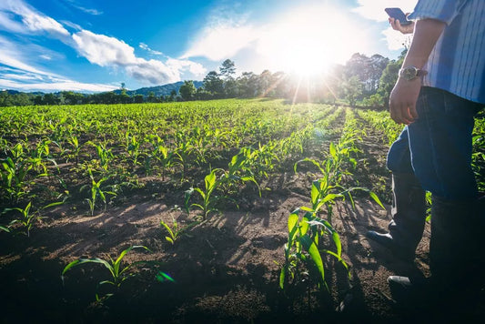 Erbicidarea si aplicarea biostimulatorilor in cultura de porumb