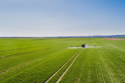 Repornirea in vegetatie a graului si primul tratament