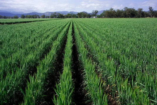 Tratamente esentiale pentru cultura de grau in faza de burduf si inainte de inflorit