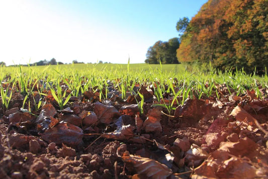 Ultimul tratament in cultura graului de toamna