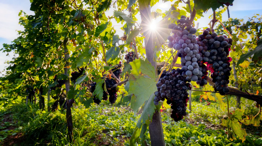 APLICAREA DE FERTILIZANTI FOLIARI SI BIOSTIMULATORI LA VITA DE VIE