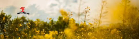 Ce plantam in luna mai?