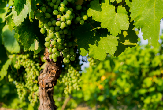 Tratamente si Nutritie Pentru Vita de Vie în Fenofaza Compactarea Ciorchinelui