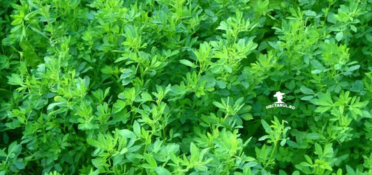 Infiintarea culturii de lucerna, regina plantelor furajere