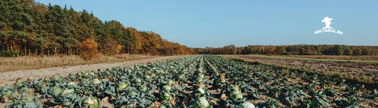 Cultura de varza - tot ceea ce trebuie sa stii pentru a obtine o productie imbelsugata
