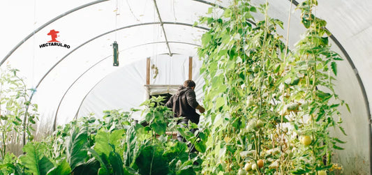 Cum dezinfectam serele si solariile inainte de un nou ciclu de productie