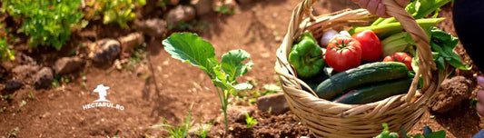 Dezavantajele paturilor inaltate