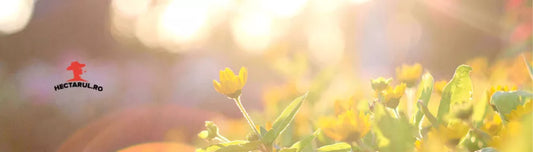 Irigatiile pentru paturile inaltate