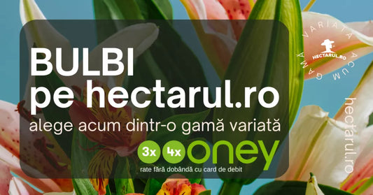 Plantarea si ingrijirea bulbilor de primavara