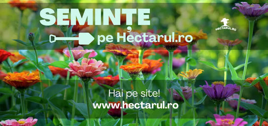 Semanarea semintelor de legume si plante aromatice