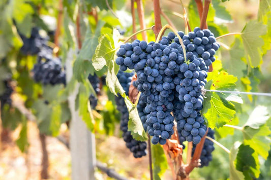 Care sunt cele mai comune boli ale viței de vie și cum pot fi combătute? Metode şi recomandări practice