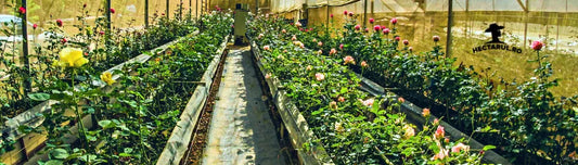 Construirea paturilor inaltate in gradina de acasa