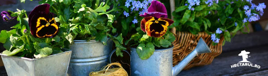 Nevoile unei plante in ghiveci. Partea I. Spatiu, pamant si apa