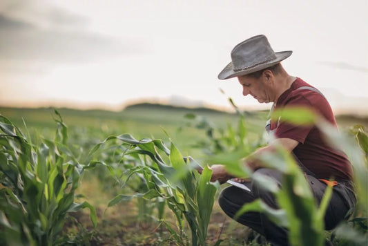 Erbicidarea in vegetatie a culturii de porumb