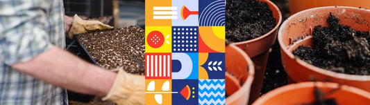 De ce sa alegem seminte hibride pentru gradina?