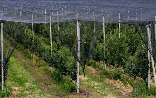 Plasele de protectie anti pasari, solutia perfecta pentru a-ti proteja culturile si nu numai