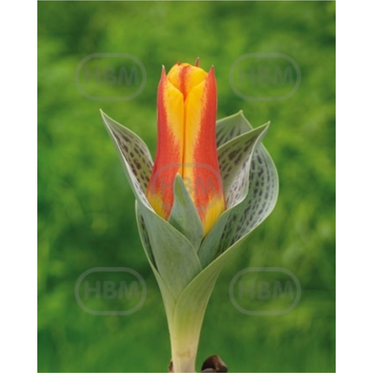 Ladita 500 bulbi de lalea GREIGII TULIPA Bonbini, 1, hectarul.ro