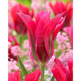 Hectarul - Ladita 400 bulbi de lalea VIRIDIFLORA TULIPA Doll's Minuet