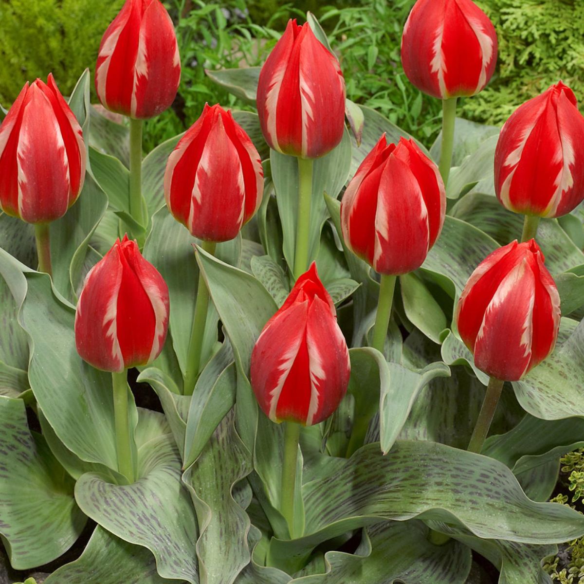 Ladita 900 bulbi de lalea GREIGII TULIPA Friendly Fire, 1, hectarul.ro