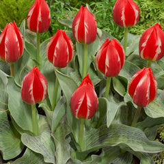 Ladita 900 bulbi de lalea GREIGII TULIPA Friendly Fire