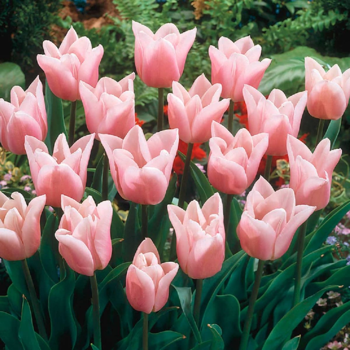 Ladita 652 bulbi de lalea TRIUMPH TULIPA Gabriella, 1, hectarul.ro