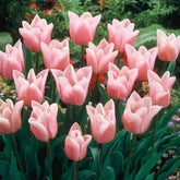 Hectarul - Ladita 652 bulbi de lalea TRIUMPH TULIPA Gabriella