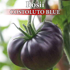 Seminte de tomate profesionale COSTOLUTO BLUE F1, 0,1 grame, Prima Sementi