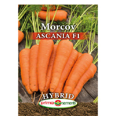 Seminte de morcovi profesionale ASCANIA F1, 1 gram Prima Sementi