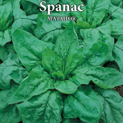 Seminte de spanac MATADOR 100 grame Prima Sementi