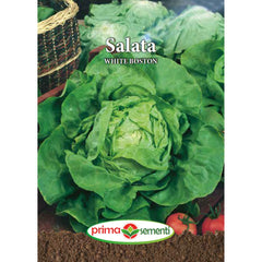 Seminte de salata WHITE BOSTON, 3 grame, Prima Sementi
