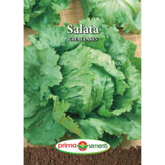 Seminte de salata GREAT LAKES, 3 grame, Prima Sementi