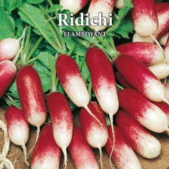 Seminte de ridichi de luna FLAMBOYANT, 6 grame, Prima Sementi