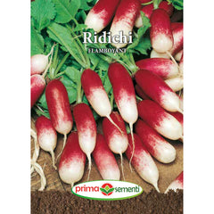 Seminte de ridichi de luna FLAMBOYANT, 6 grame, Prima Sementi