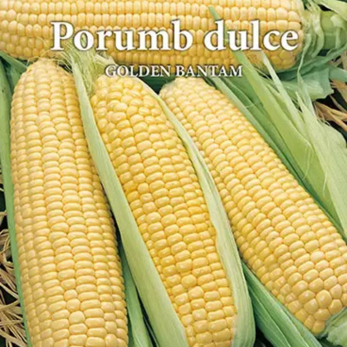 Seminte de porumb dulce GOLDEN BANTAM 10 grame Prima Sementi, 1, hectarul.ro