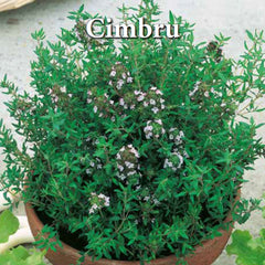 Seminte de cimbru 0,4 grame Prima Sementi