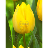 Hectarul - Ladita 200 bulbi de lalea SINGLE EARLY TULIPA Sunny Prince