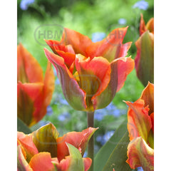 Bulbi de lalea Artist, 5 bulbi