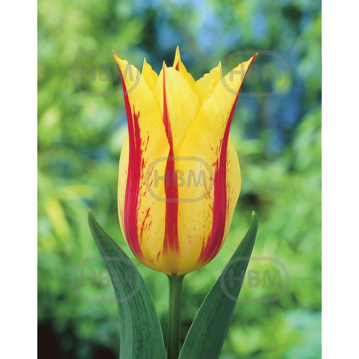 Bulbi de lalea Bayside Flame, 5 bulbi, 1, hectarul.ro