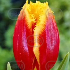 Ladita 800 bulbi de lalea FRINGED TULIPA Tiano