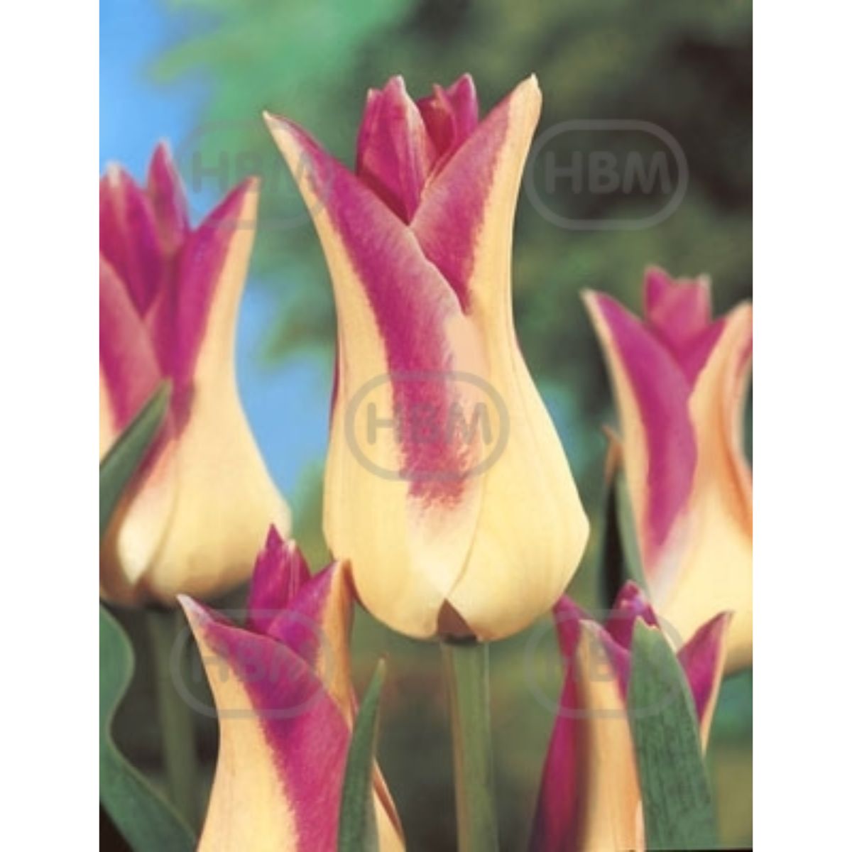 Bulbi de lalea Elegant Lady, 5 bulbi, 1, hectarul.ro