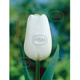 Hectarul - Ladita 500 bulbi de lalea SINGLE EARLY TULIPA White Prince