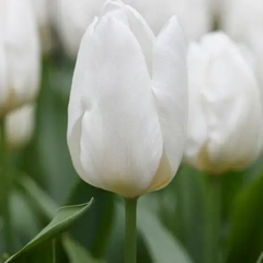 Ladita 500 bulbi de lalea SINGLE EARLY TULIPA White Prince