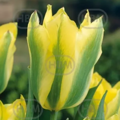 Ladita 500 bulbi de lalea VIRIDIFLORA TULIPA Yellow Spring Green