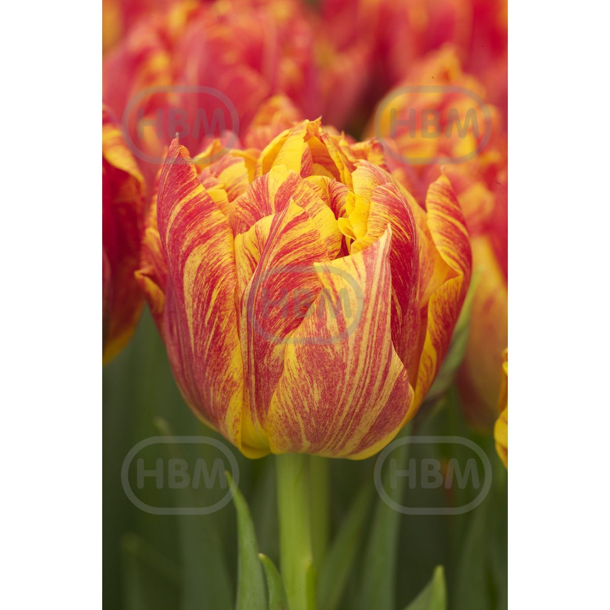 Bulbi de lalea Monte Flame, 5 bulbi, 1, hectarul.ro