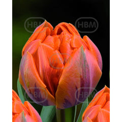 Bulbi de lalea Orange Princess, 5 bulbi